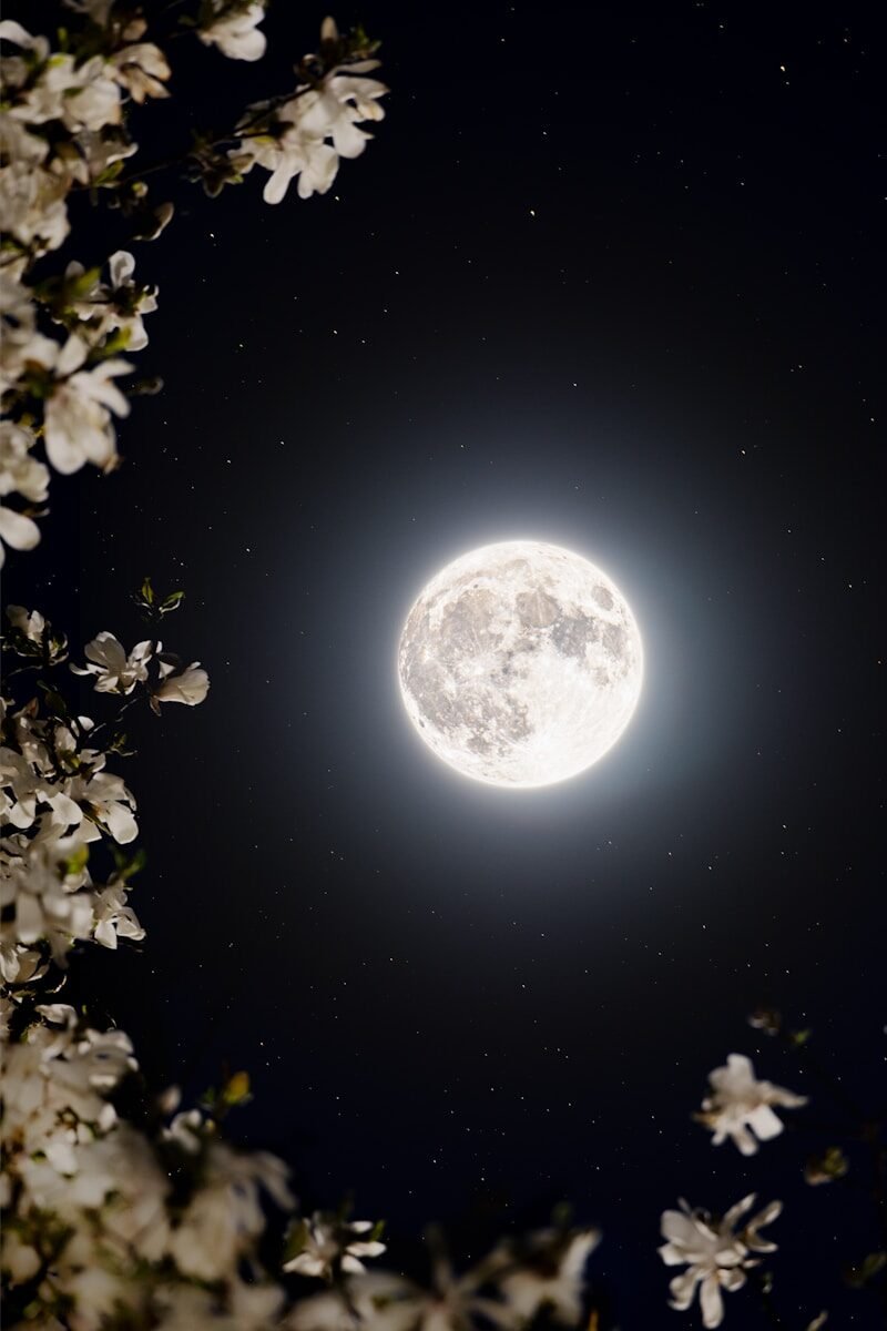 Full moon and stars framed by white blossoms at night.
